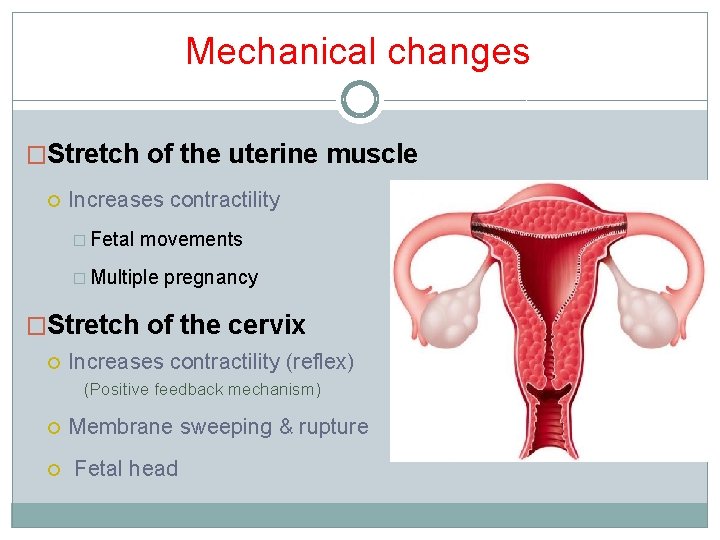 Mechanical changes �Stretch of the uterine muscle Increases contractility � Fetal movements � Multiple Mechanical changes �Stretch of the uterine muscle Increases contractility � Fetal movements � Multiple