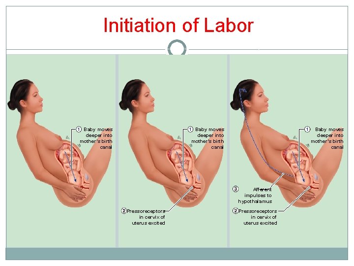 Initiation of Labor Baby moves deeper into mother’s birth canal Afferent impulses to hypothalamus Initiation of Labor Baby moves deeper into mother’s birth canal Afferent impulses to hypothalamus