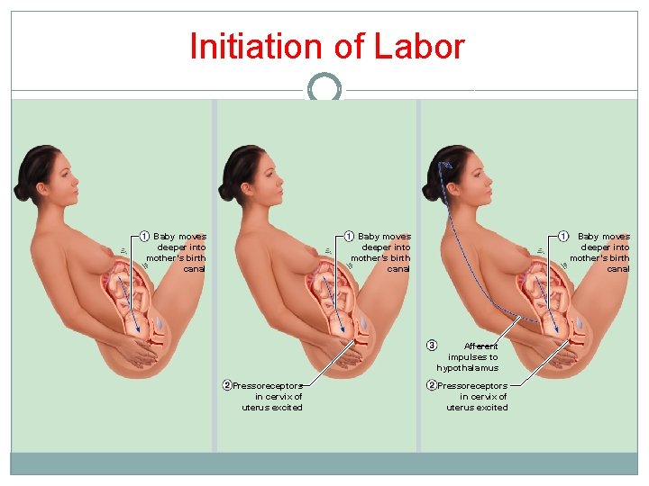 Initiation of Labor Baby moves deeper into mother’s birth canal Afferent impulses to hypothalamus