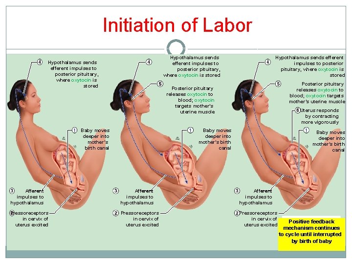 Initiation of Labor Hypothalamus sends efferent impulses to posterior pituitary, where oxytocin is stored Initiation of Labor Hypothalamus sends efferent impulses to posterior pituitary, where oxytocin is stored