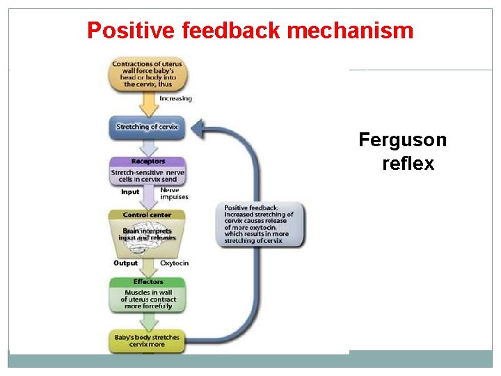 Positive feedback mechanism Ferguson reflex 