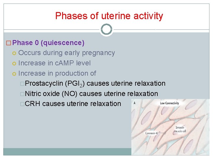 Phases of uterine activity � Phase 0 (quiescence) Occurs during early pregnancy Increase in