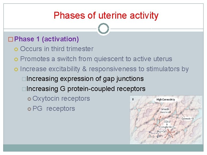 Phases of uterine activity � Phase 1 (activation) Occurs in third trimester Promotes a