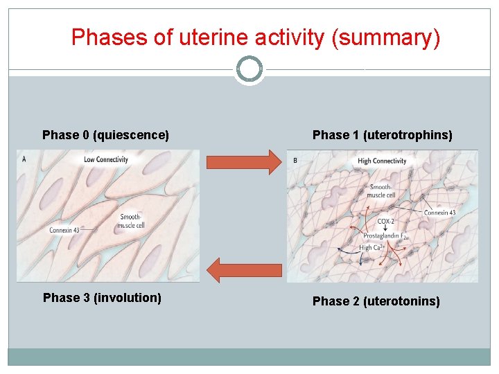 Phases of uterine activity (summary) Phase 0 (quiescence) Phase 1 (uterotrophins) Phase 3 (involution)