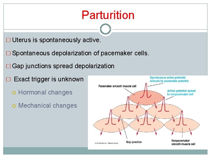 Parturition � Uterus is spontaneously active. � Spontaneous depolarization of pacemaker cells. � Gap