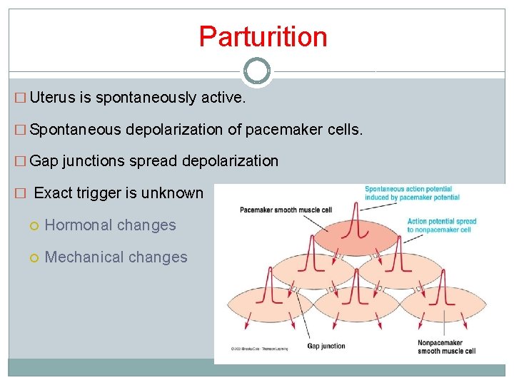 Parturition � Uterus is spontaneously active. � Spontaneous depolarization of pacemaker cells. � Gap Parturition � Uterus is spontaneously active. � Spontaneous depolarization of pacemaker cells. � Gap
