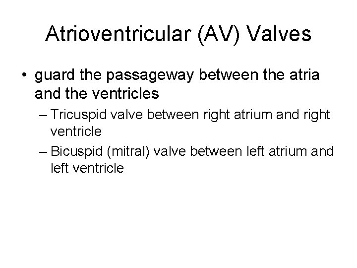 Atrioventricular (AV) Valves • guard the passageway between the atria and the ventricles –