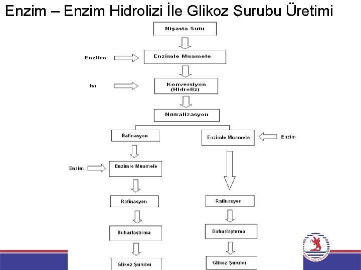 Enzim – Enzim Hidrolizi İle Glikoz Şurubu Üretimi 