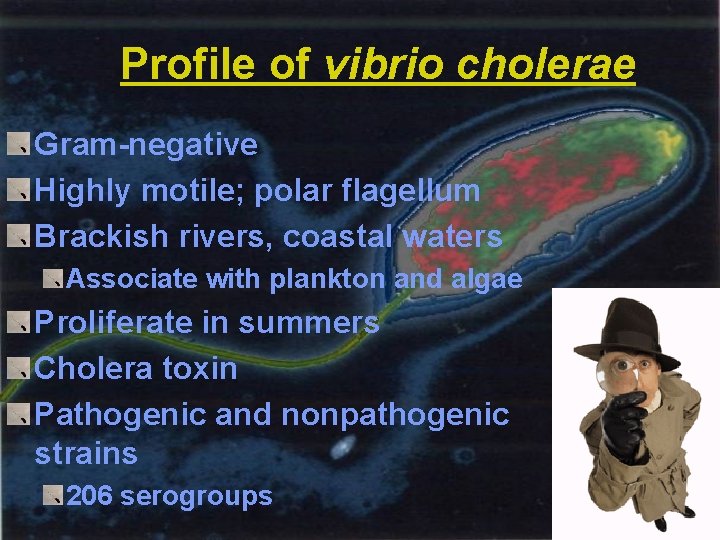 Profile of vibrio cholerae Gram-negative Highly motile; polar flagellum Brackish rivers, coastal waters Associate