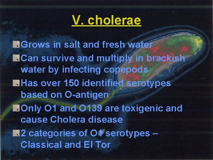 V. cholerae Grows in salt and fresh water Can survive and multiply in brackish