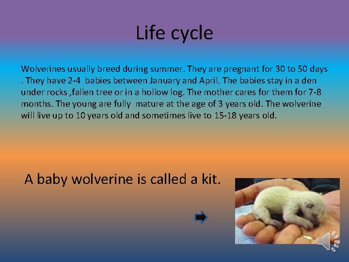 Life cycle Wolverines usually breed during summer. They are pregnant for 30 to 50