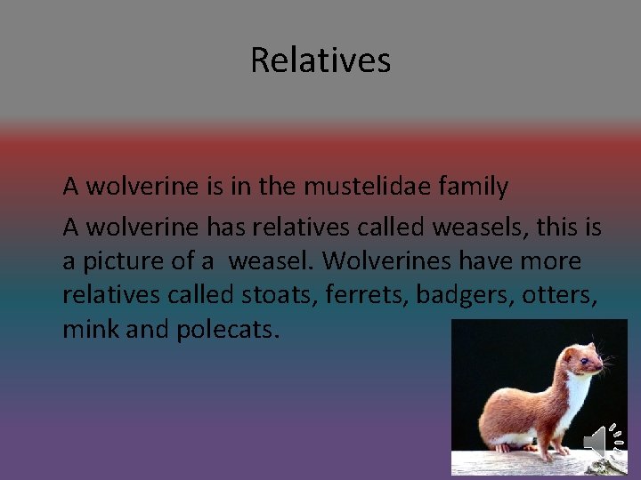 Relatives A wolverine is in the mustelidae family A wolverine has relatives called weasels,