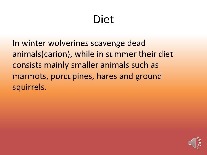 Diet In winter wolverines scavenge dead animals(carion), while in summer their diet consists mainly