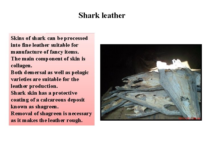 Shark leather Skins of shark can be processed into fine leather suitable for manufacture