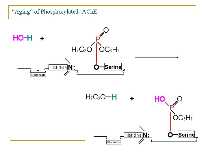 “Aging” of Phosphorylated- ACh. E 