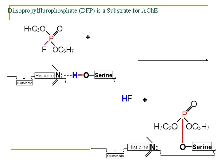 Diisopropylflurophosphate (DFP) is a Substrate for ACh. E 