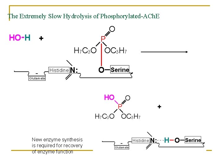 The Extremely Slow Hydrolysis of Phosphorylated-ACh. E New enzyme synthesis is required for recovery