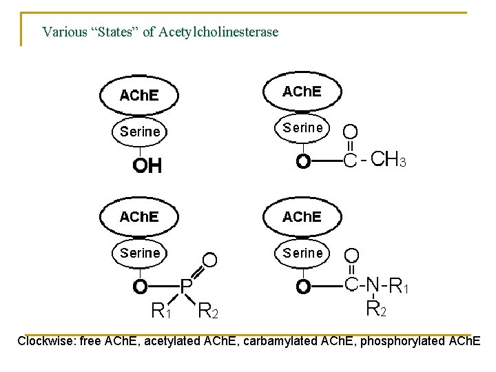 Various “States” of Acetylcholinesterase Clockwise: free ACh. E, acetylated ACh. E, carbamylated ACh. E,