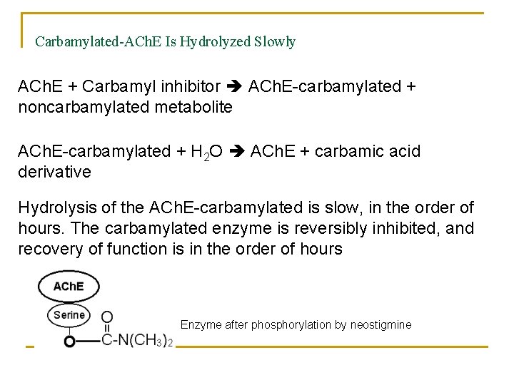 Carbamylated-ACh. E Is Hydrolyzed Slowly ACh. E + Carbamyl inhibitor ACh. E-carbamylated + noncarbamylated