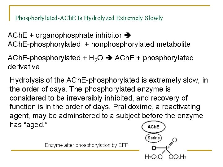 Phosphorlylated-ACh. E Is Hydrolyzed Extremely Slowly ACh. E + organophosphate inhibitor ACh. E-phosphorylated +