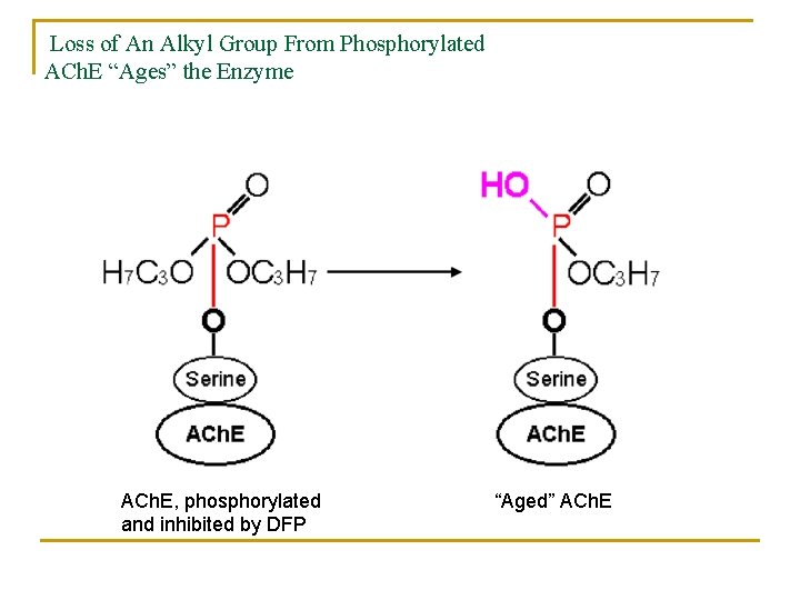 Loss of An Alkyl Group From Phosphorylated ACh. E “Ages” the Enzyme ACh. E,