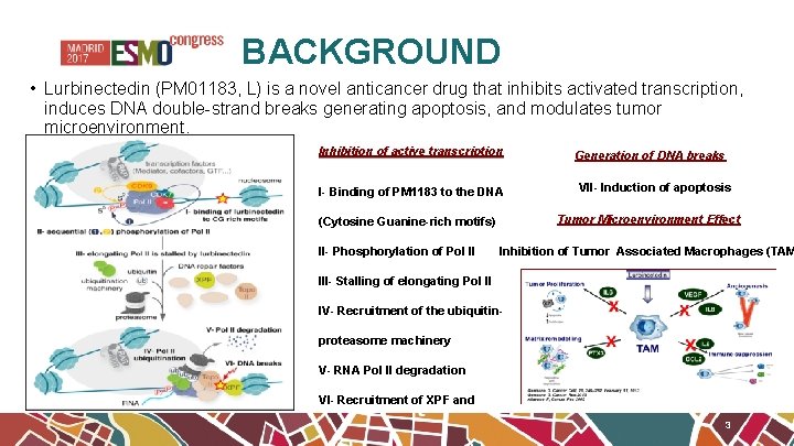 BACKGROUND • Lurbinectedin (PM 01183, L) is a novel anticancer drug that inhibits activated