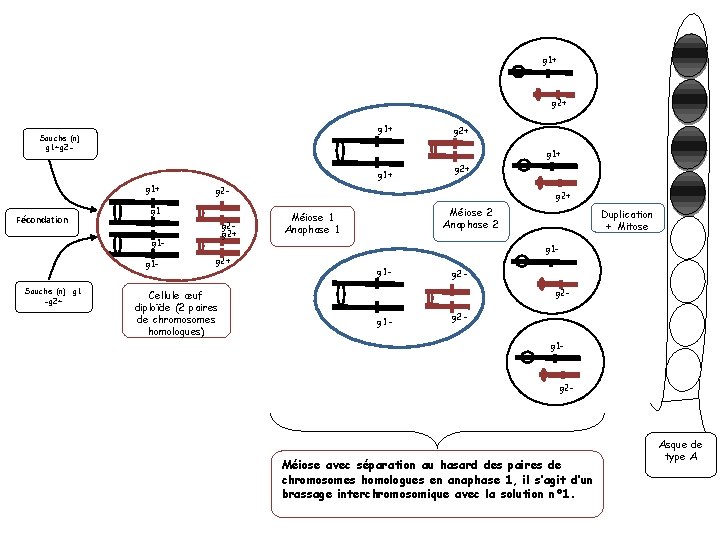 g 1+ g 2+ g 1+ Souche (n) g 1+g 2 - g 1+