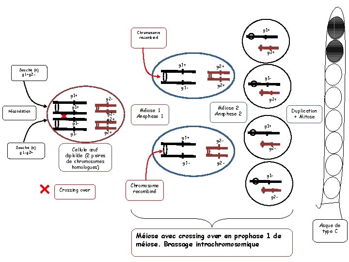 g 1+ Chromosome recombiné g 2+ g 1+ Souche (n) g 1+g 2 -