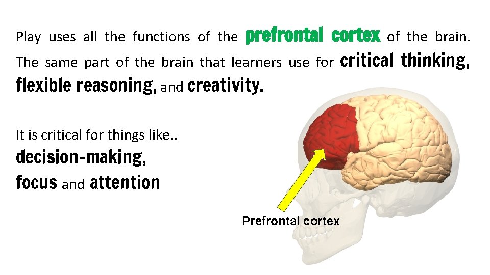 prefrontal cortex of the brain. The same part of the brain that learners use
