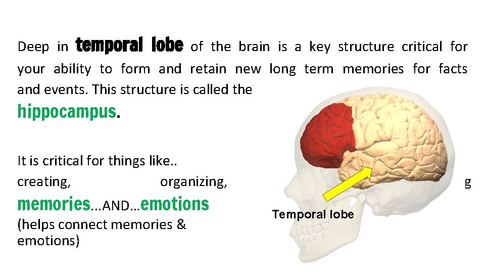 Deep in temporal lobe of the brain is a key structure critical for your