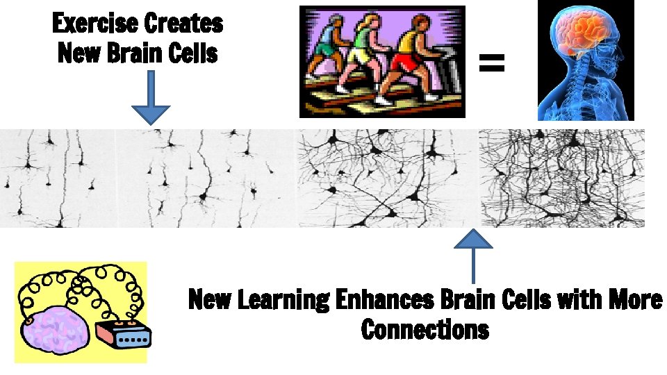 Exercise Creates New Brain Cells = New Learning Enhances Brain Cells with More Connections
