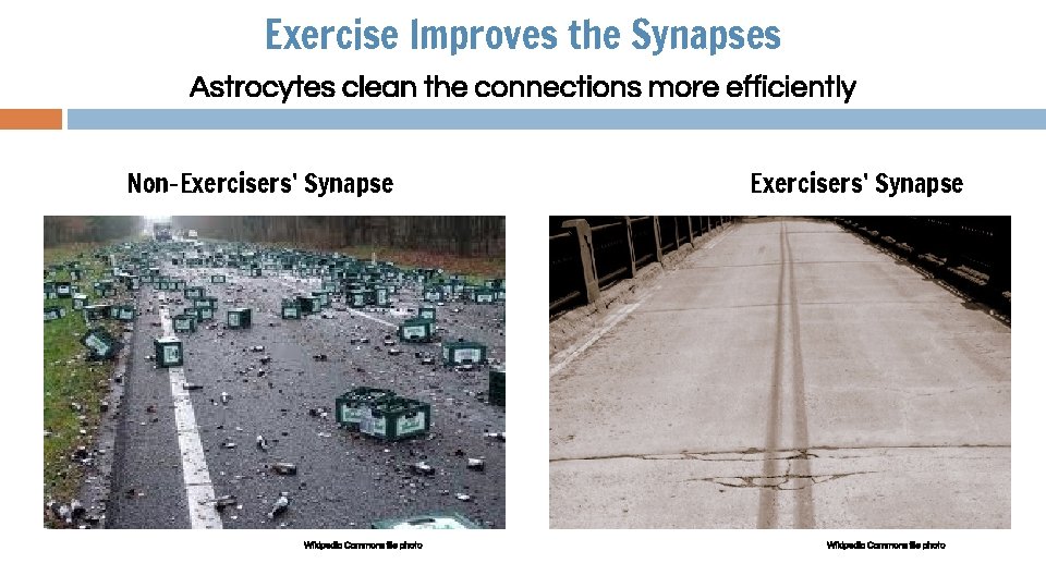 Exercise Improves the Synapses Astrocytes clean the connections more efficiently Non-Exercisers’ Synapse Wikipedia Commons