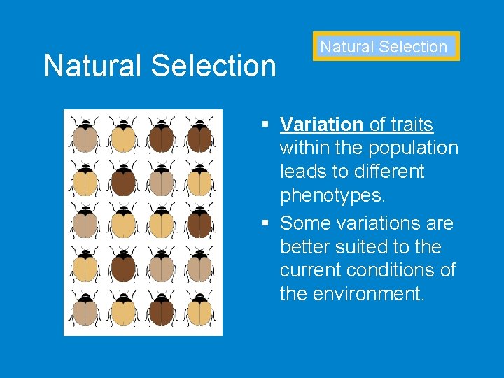 Natural Selection § Variation of traits within the population leads to different phenotypes. §