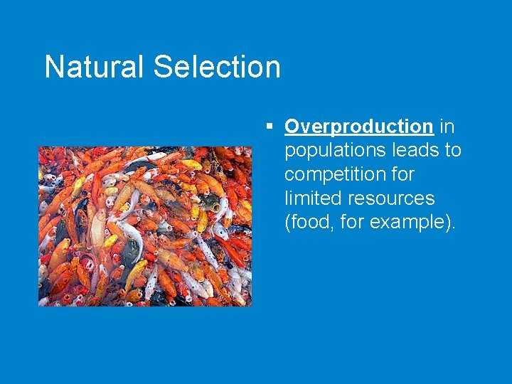 Natural Selection § Overproduction in populations leads to competition for limited resources (food, for