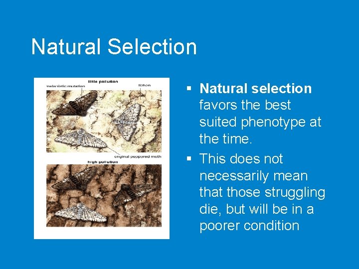 Natural Selection § Natural selection favors the best suited phenotype at the time. §