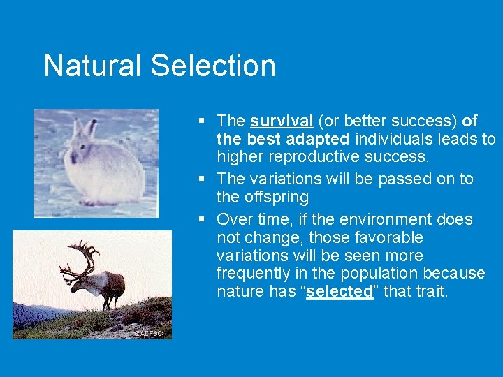 Natural Selection § The survival (or better success) of the best adapted individuals leads