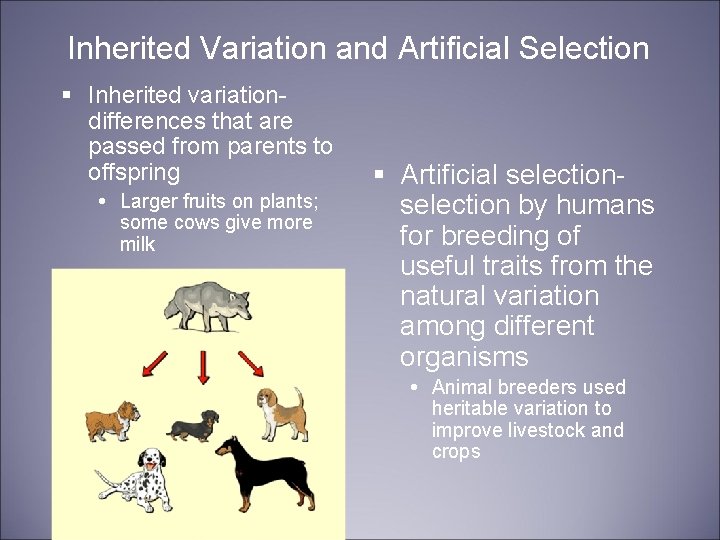 Inherited Variation and Artificial Selection § Inherited variationdifferences that are passed from parents to