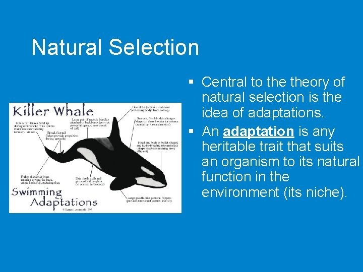 Natural Selection § Central to theory of natural selection is the idea of adaptations.