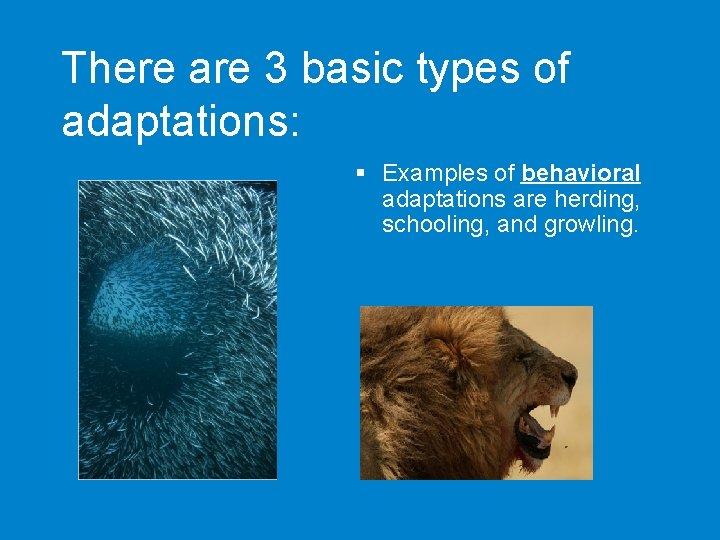 There are 3 basic types of adaptations: § Examples of behavioral adaptations are herding,