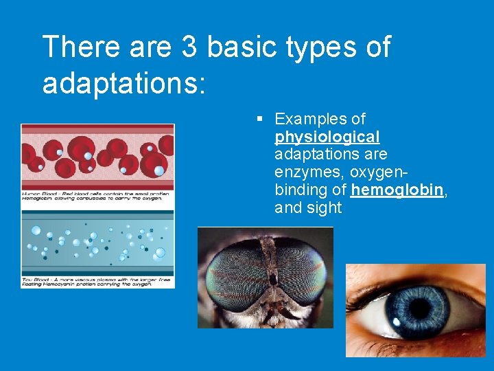 There are 3 basic types of adaptations: § Examples of physiological adaptations are enzymes,