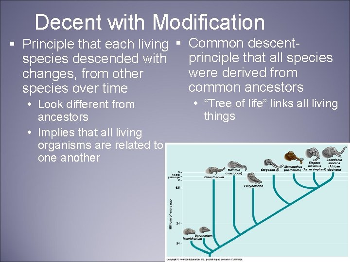 Decent with Modification § Principle that each living § Common descentprinciple that all species