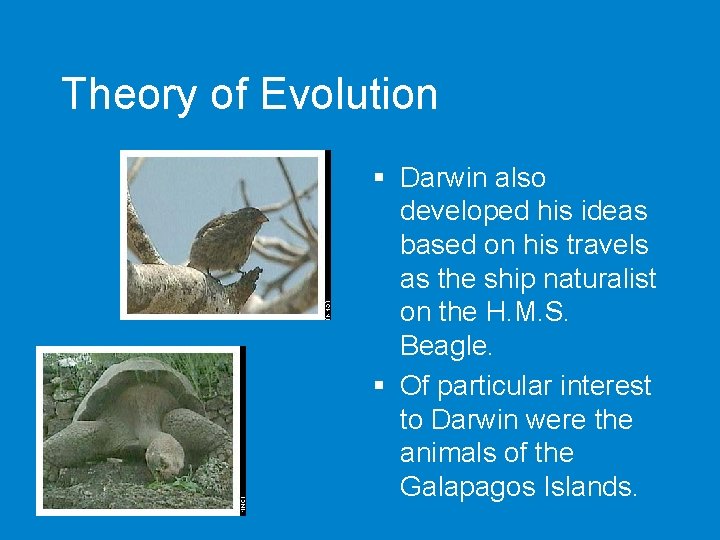 Theory of Evolution § Darwin also developed his ideas based on his travels as