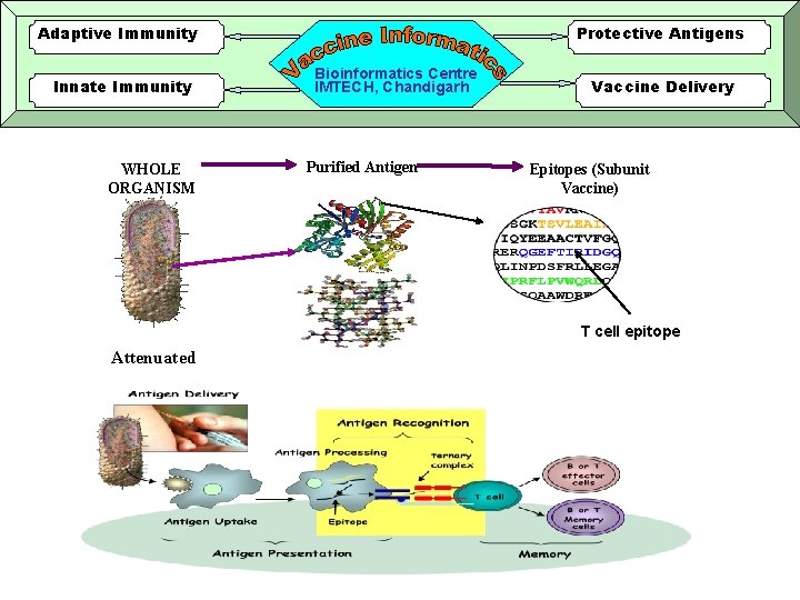 Adaptive Immunity Innate Immunity WHOLE ORGANISM Protective Antigens Bioinformatics Centre IMTECH, Chandigarh Purified Antigen