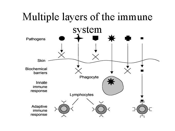 Multiple layers of the immune system 