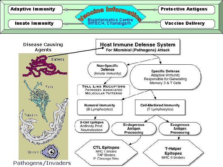 Adaptive Immunity Innate Immunity Disease Causing Agents Pathogens/Invaders Protective Antigens Bioinformatics Centre IMTECH, Chandigarh