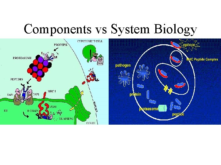 Components vs System Biology 