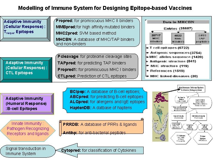 Modelling of Immune System for Designing Epitope-based Vaccines Adaptive Immunity (Cellular Response) : Thelper