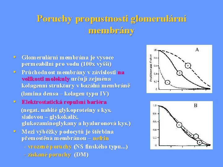 Poruchy propustnosti glomerulární membrány • Glomerulární membrána je vysoce • • • permeabilní pro