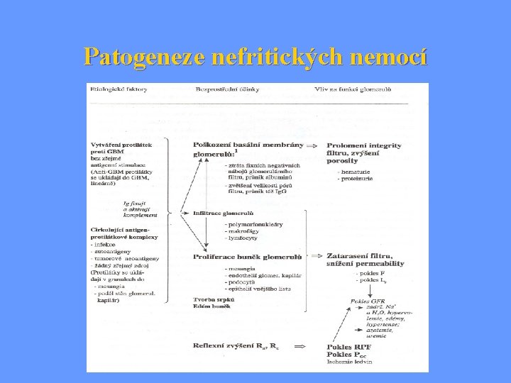 Patogeneze nefritických nemocí 