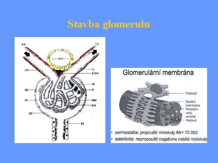 Stavba glomerulu 